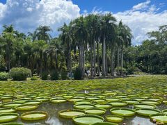 -中国科学院西双版纳热带植物园