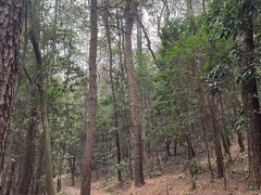 -铁山坪森林公园