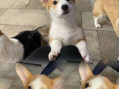 -柯斗斗主题餐厅·狗咖·围炉煮茶·茶饮(国瑞升平里店)