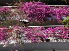 -深圳仙湖植物园