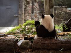 -都江堰中华大熊猫苑