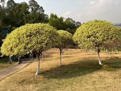-广州莲花山旅游区