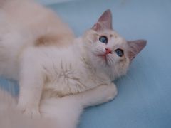 -Bastet sally猫舍购宠(静安店)