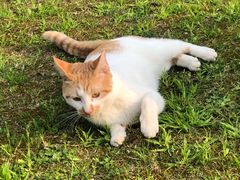 -芭比堂宠物医院·全科爱猫医院·仁德分院