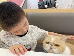 -喵园·猫主题咖啡厅·撸猫·猫咖(国贸店)