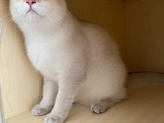 -屋虎猫馆(宝安大仟里店)