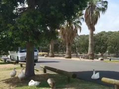 -悉尼歌剧院
