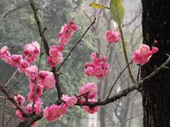 -望江楼公园