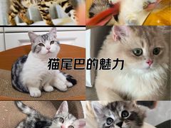 -欣宠猫屋·矮脚拿破仑·蓝金金渐层