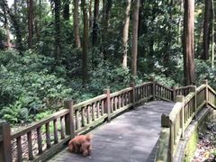 -凤栖山