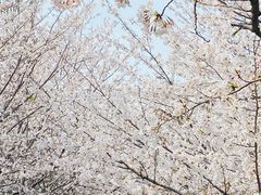 -高东镇樱花园
