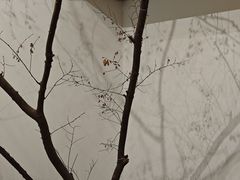 -苏州本色美术馆