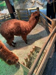 -Zoolung Zoolung动物主题公园(海信广场店)