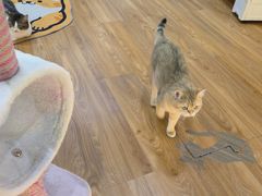 -COLOR PETS 撸猫馆·购猫·猫咖(长风大悦城店)