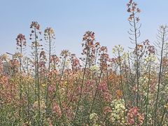 -中国天府农业博览园