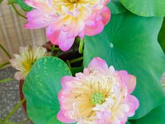 -上海植物园-4号门售票处