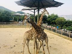 -青岛森林野生动物世界