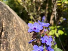 -广州锦绣香江度假别墅