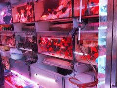 -花鸟鱼虫鲜花绿植市场(玉泉路店)