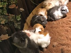 -藦茜花园宠物主题亲子互动体验馆(国顺东路店)