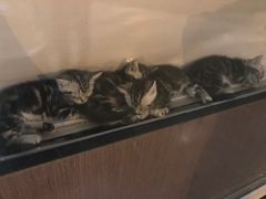 -吉祥馄饨(虹桥火车站店)