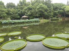 -上海滨江森林公园