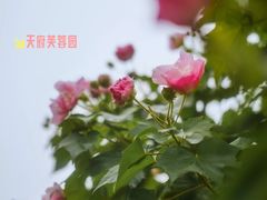 -天府芙蓉园