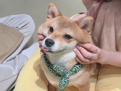 -逗柴咖啡屋·狗咖猫咖宠物桌游