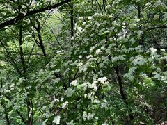 -大岭沟猕猴桃谷风景区