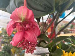 -龙大花卉苗木市场