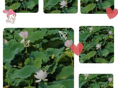 -深圳市中科院仙湖植物园