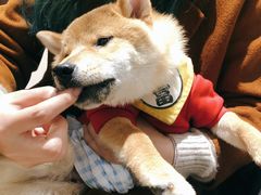-逗柴咖啡屋·狗咖猫咖宠物桌游