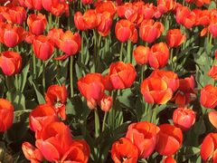 -玄武湖景区-情侣园游乐场