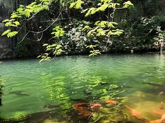 -千岛湖东南湖区