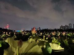 -南宁南湖公园