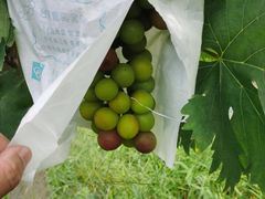 -马陆小张葡萄园农家乐