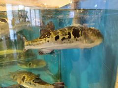 -天正河鲀·河豚亭(大连店)