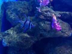 -芜湖新华联大白鲸海洋公园