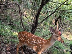 -大连森林动物园