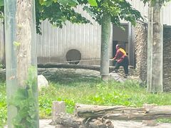 -卧龙中华大熊猫苑神树坪基地