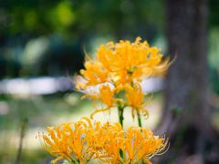 -白塘生态植物园