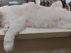 -猫小院猫主题餐厅(南锣旗舰店)