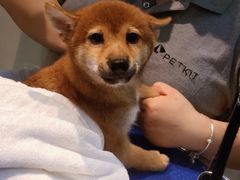 -PETKIT 小佩宠物·低压洗护·美容·寄养(安远店)