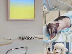 -怪兽屋·羊驼·猫咖·狗咖(俊华广场店)