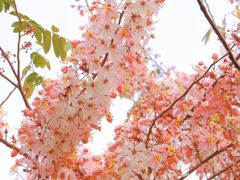 -深圳湾公园(南山区)