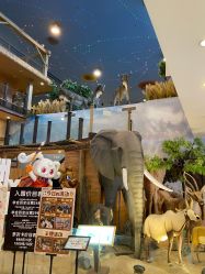 -卡通尼·Safari非洲探索乐园·生日会(金桥国际商业广场店)