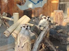 -大连森林动物园