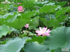 -紫竹院公园冰场