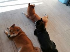 -柴犬高等学院·狗咖·柴犬售卖·宠物训练