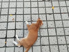 -品茶居素食馆(罗湖店)